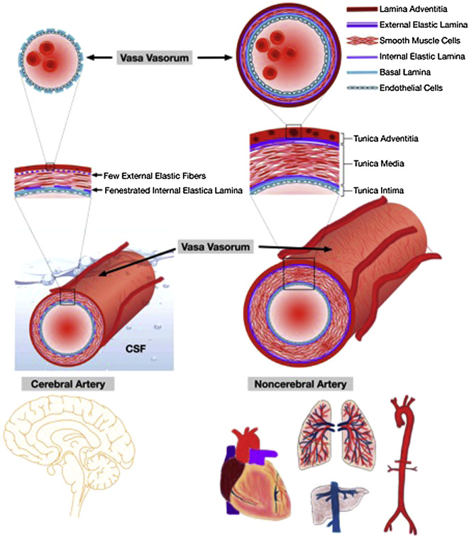 Cerebral Vasa Vasorum - ScienceDirect