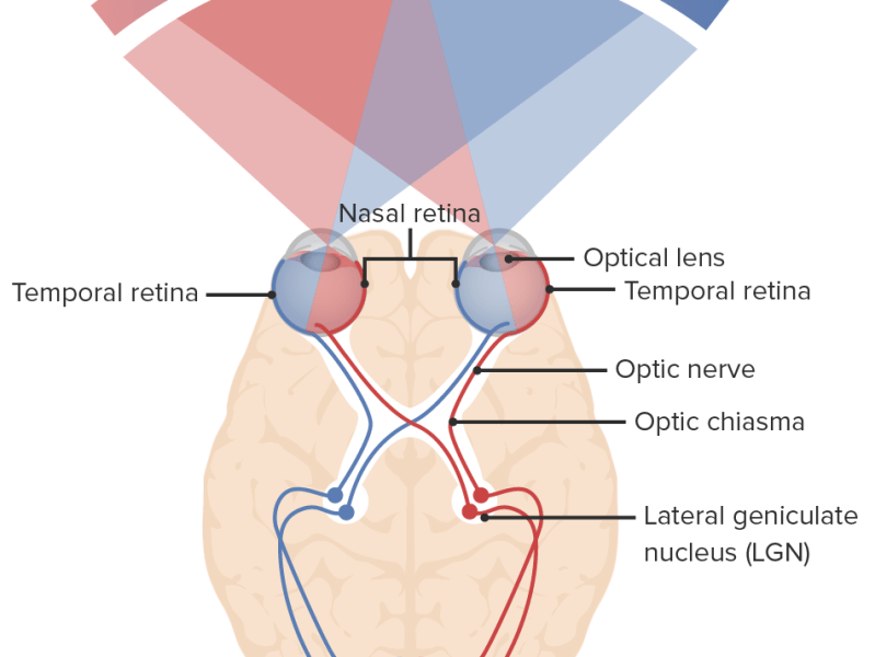 Анатомия на зрителните пътища. Хемианопсии. Квандратопсии.